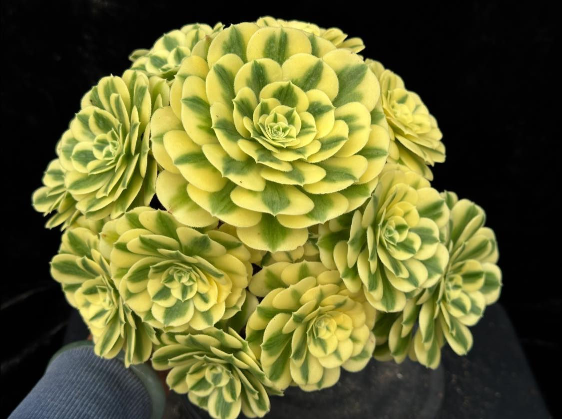 2 ON SALE-AEONIUM-UNIQUE 17-MANBACH VARIEGATED