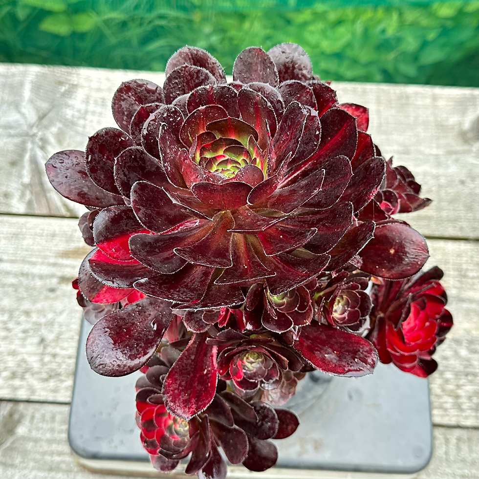 Thumbnail: AEONIUM-UNIQUE 7-CHANEL RAINBOW VARIEGATED