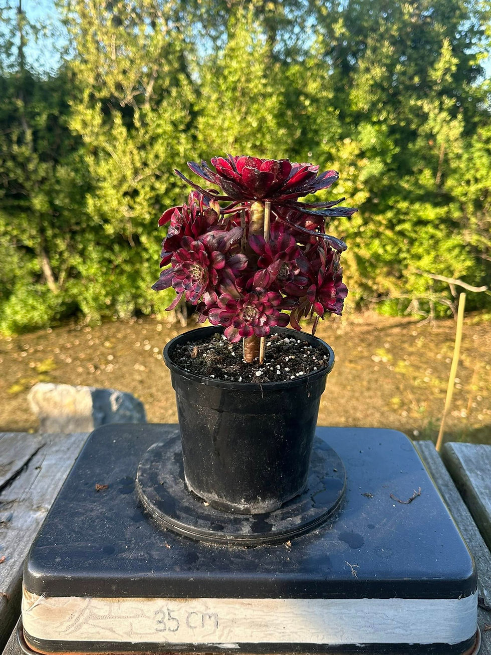 Thumbnail: AEONIUM-MEIJI VARIEGATED-M