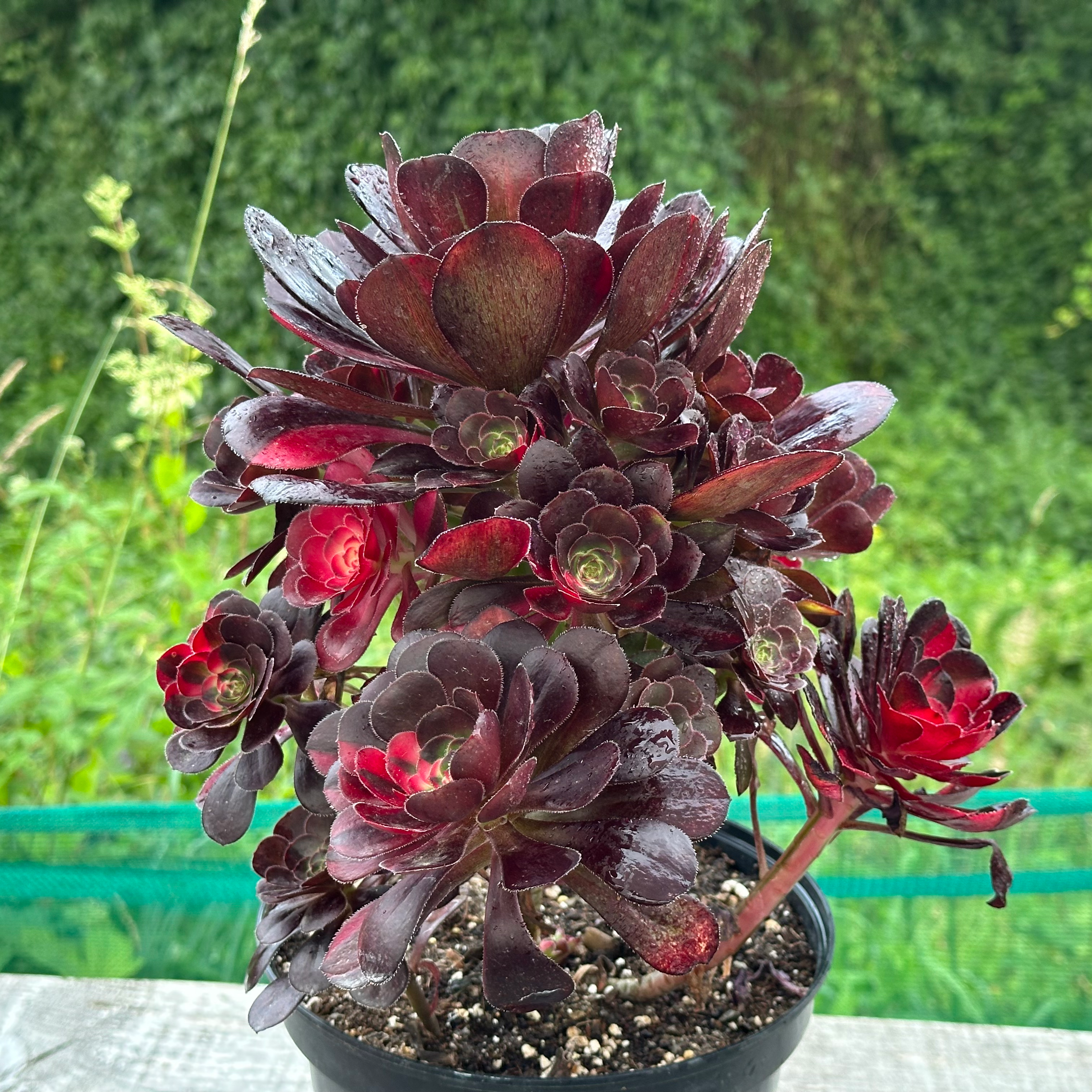 AEONIUM-UNIQUE 7-CHANEL RAINBOW VARIEGATED