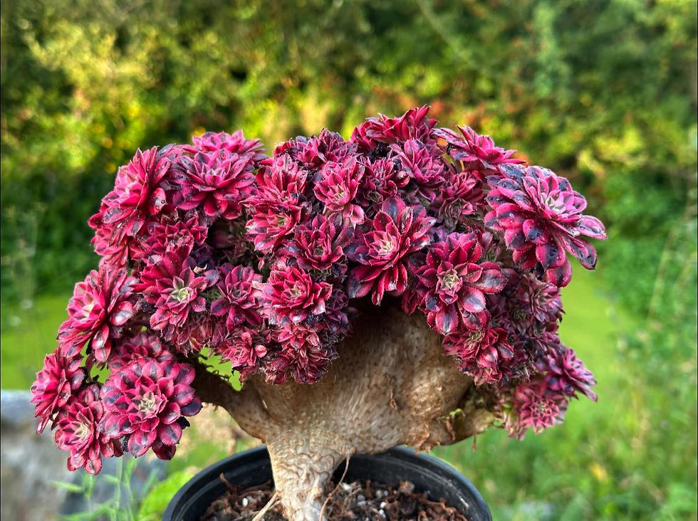 Thumbnail: AEONIUM-UNIQUE 31-GARNET WHITE VARIEGATED CRESTED