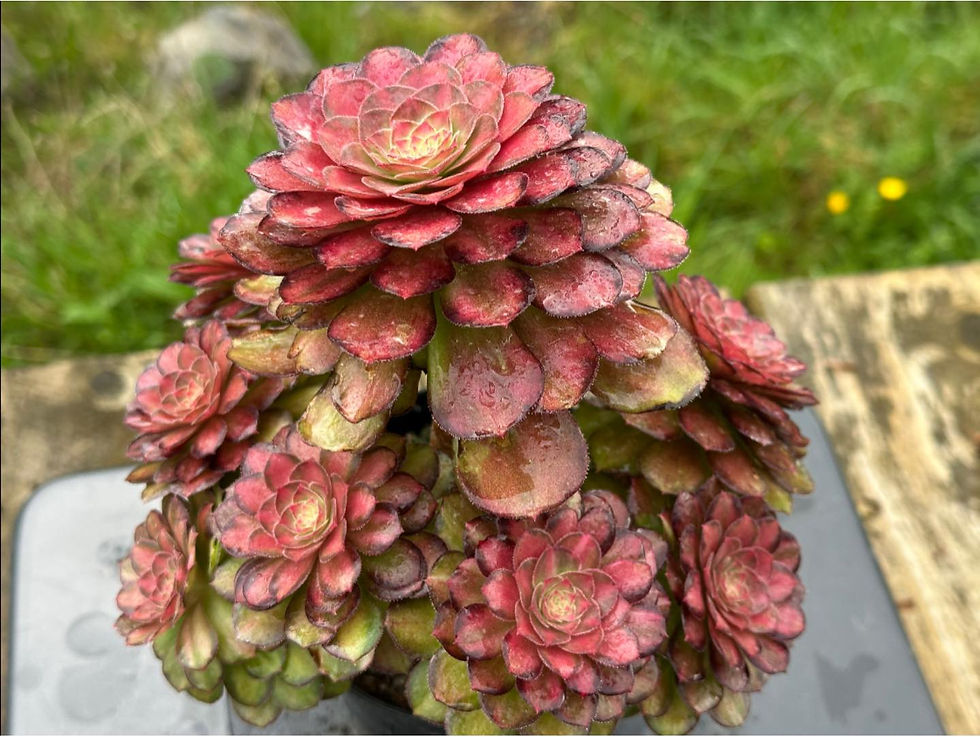 Thumbnail: AEONIUM-UNIQUE 9-CLEAR STREAMS HALLOWEEN VARIEGATED (LIGHT AND SHADOW)