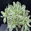 Thumbnail: 1 ON SALE-AEONIUM-UNIQUE 5-EMERALD CITY VARIEGATED