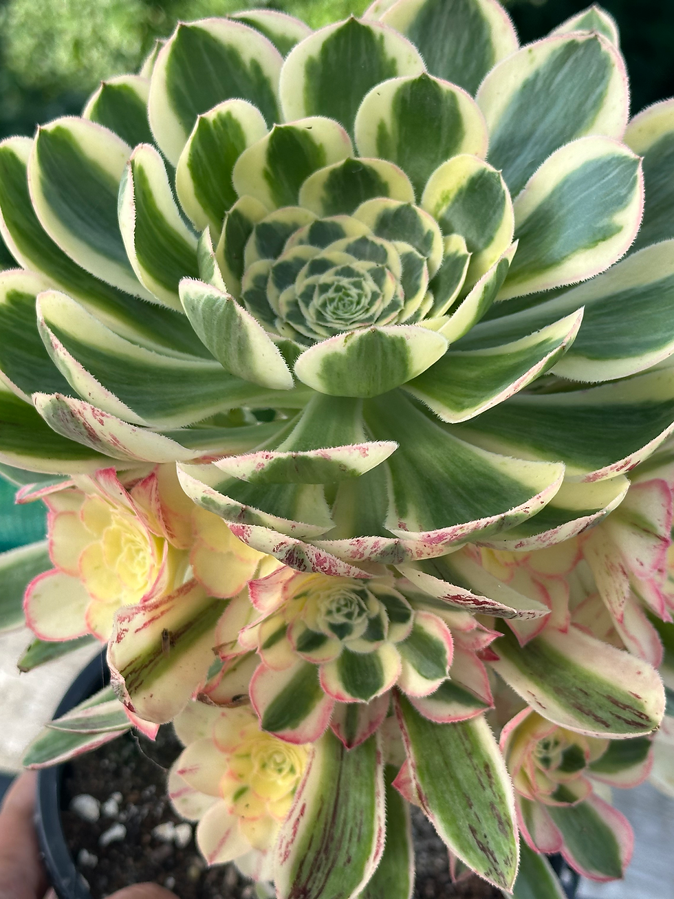 Thumbnail: AEONIUM-UNIQUE 7-WHITE BRANDY VARIEGATED