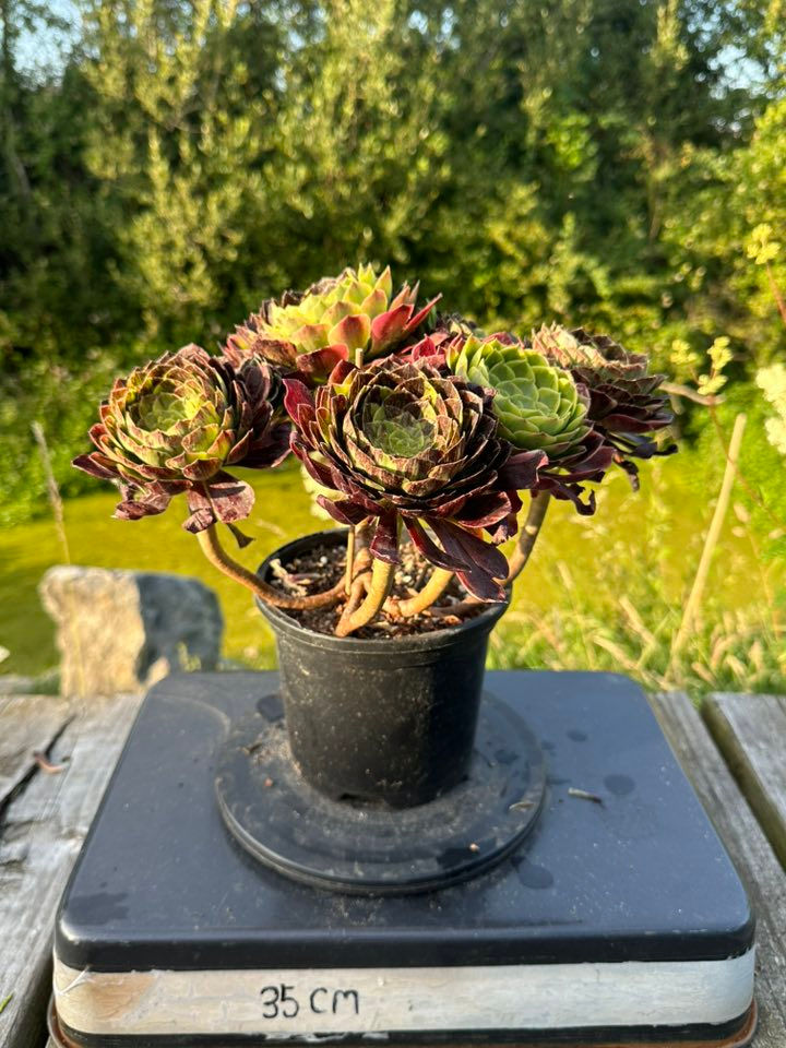 Thumbnail: AEONIUM-UNIQUE 14-FIESTA & BIGBANG VARIEGATED (BROWN BEAR)