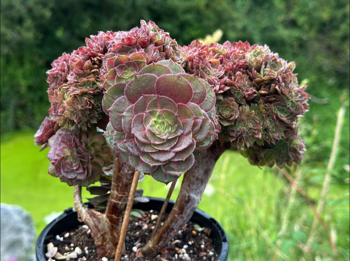 AEONIUM-UNIQUE 9-HALLOWEEN MIDDLE VARIEGATED (MATCHA CAKE) CRESTED
