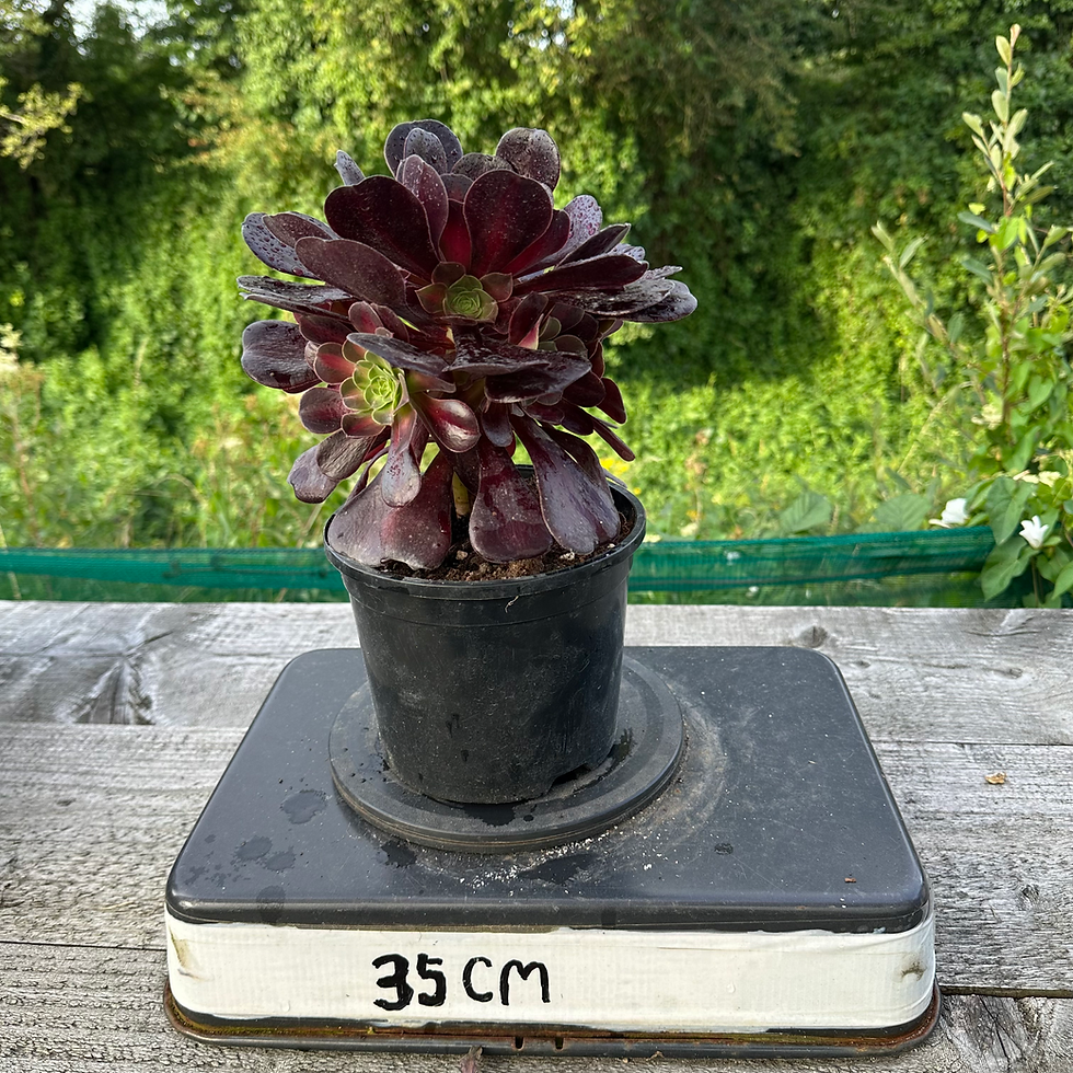 Thumbnail: AEONIUM-UNIQUE 4-RED SUN VARIEGATED