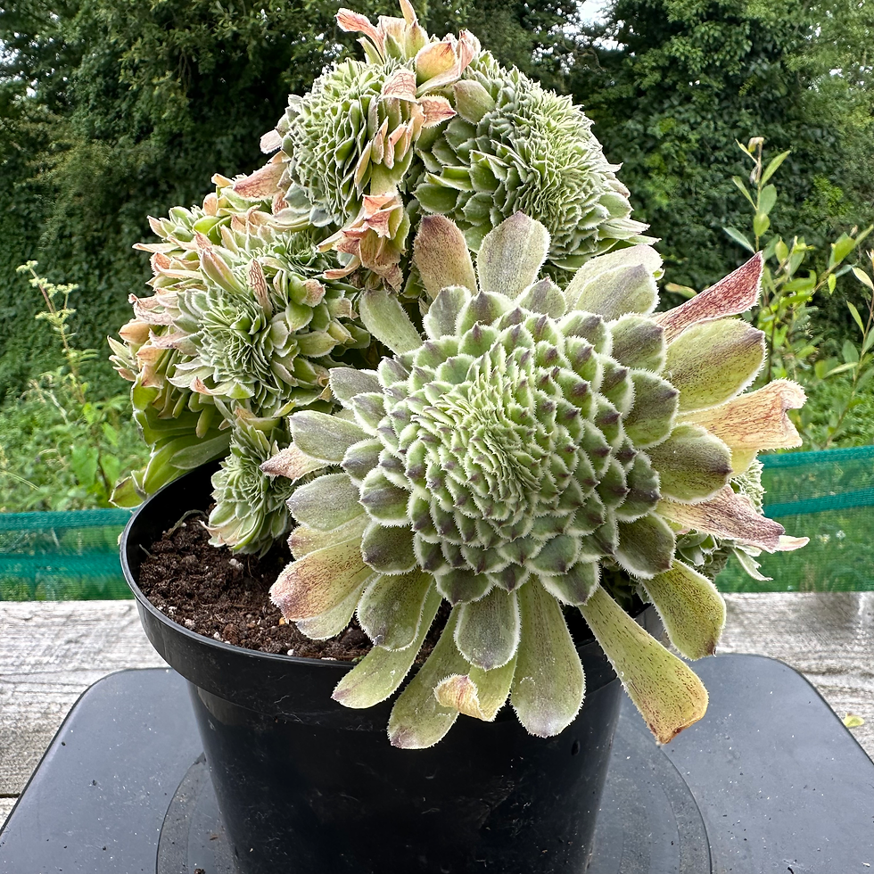 Thumbnail: AEONIUM-UNIQUE 24-GREEN WAVE VARIEGATED CRESTED