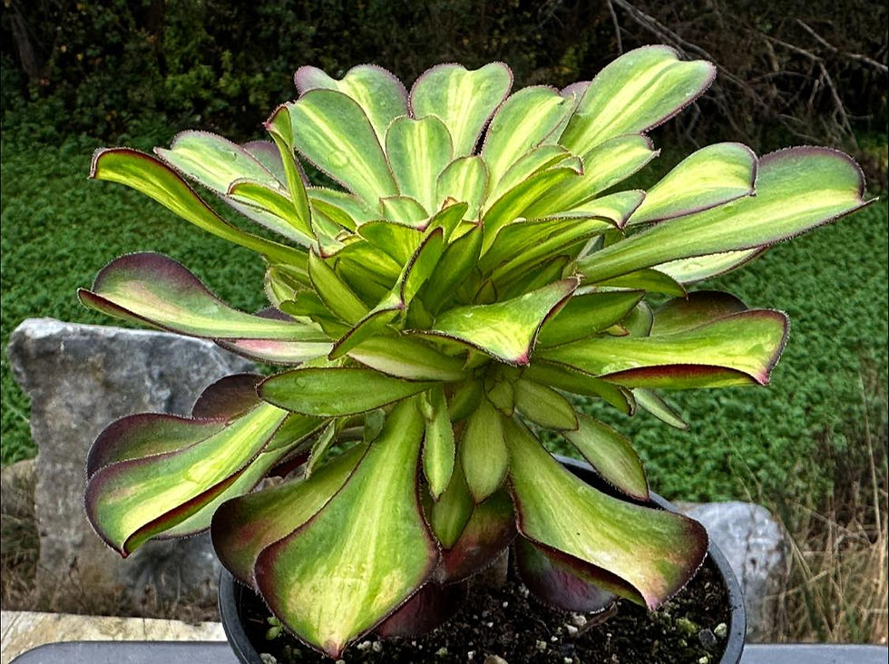 Thumbnail: AEONIUM-UNIQUE 6-CHARM VARIEGATED
