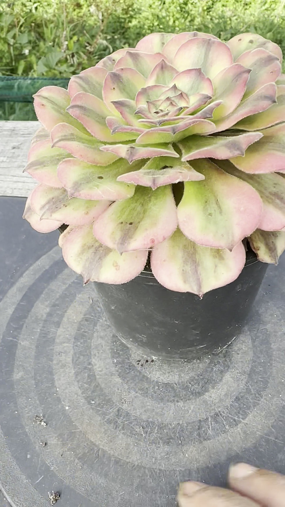 Thumbnail: AEONIUM-ON SALE-GROUP B1