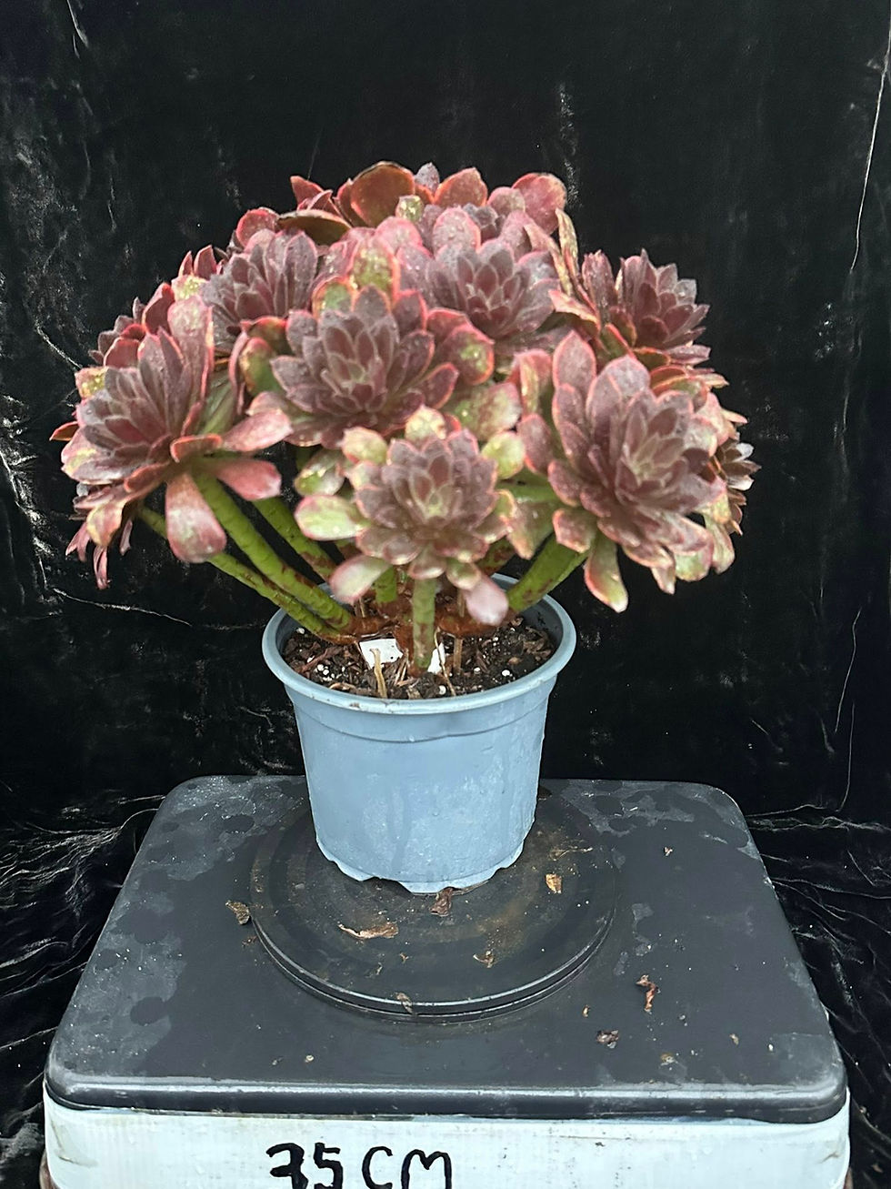 Thumbnail: AEONIUM-UNIQUE 6-DEVIL'S KISS VARIEGATED