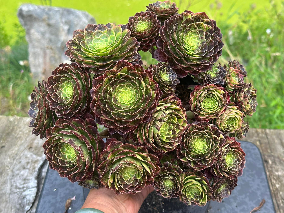 AEONIUM-UNIQUE 15-FIESTA & BIGBANG VARIEGATED (BROWN BEAR)