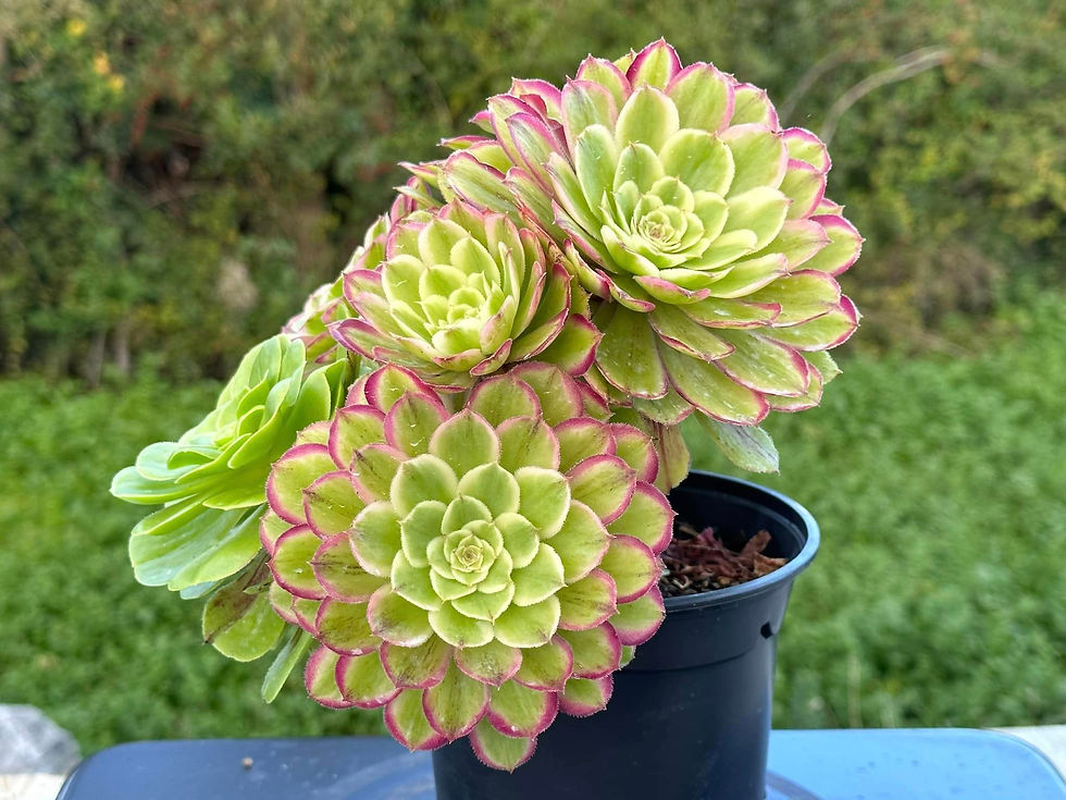 Thumbnail: AEONIUM-UNIQUE 6-MOQI VARIEGATED