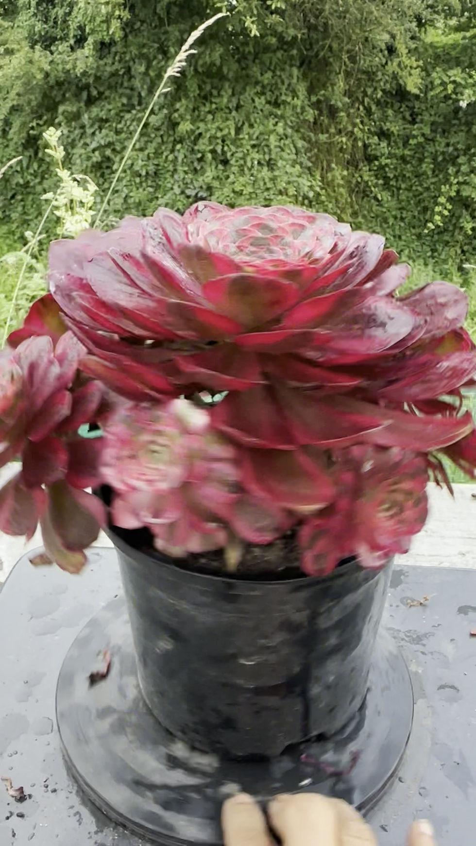 Thumbnail: AEONIUM-UNIQUE 9-CHARM ROSE VARIEGATED