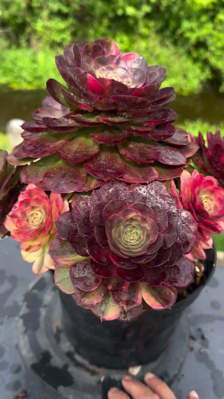 Thumbnail: AEONIUM-UNIQUE 13-HALLOWEEN RAINBOW VARIEGATED