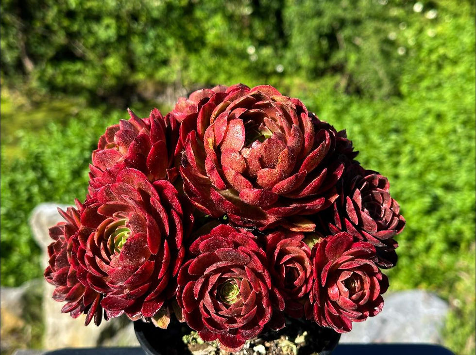 Thumbnail: AEONIUM-UNIQUE 4-LINLANG VARIEGATE