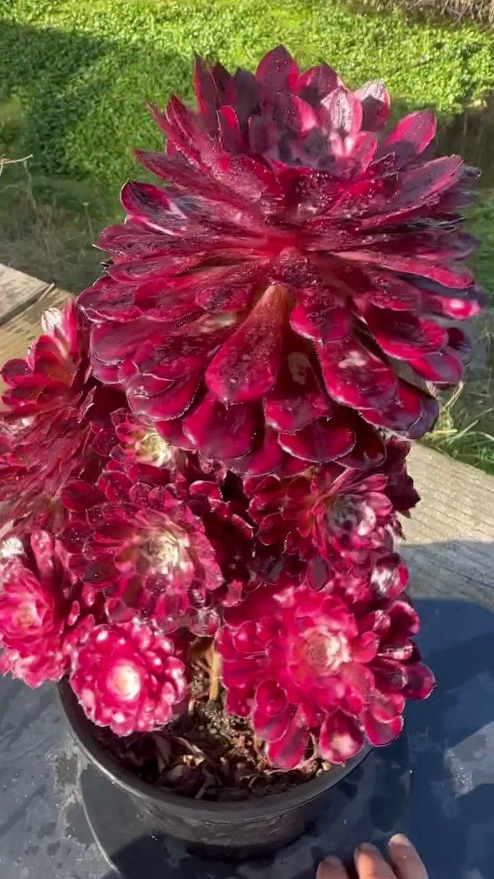 Thumbnail: AEONIUM-UNIQUE 1-LITTLE RED RIDING HOOD VARIEGATED