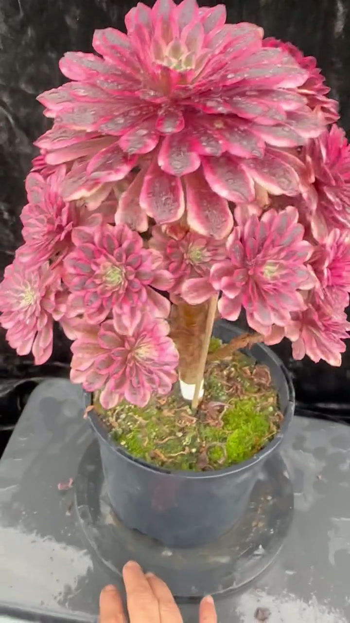 Thumbnail: 9 ON SALE-AEONIUM-UNIQUE 5-PINK ZWARTKIN VARIEGATED