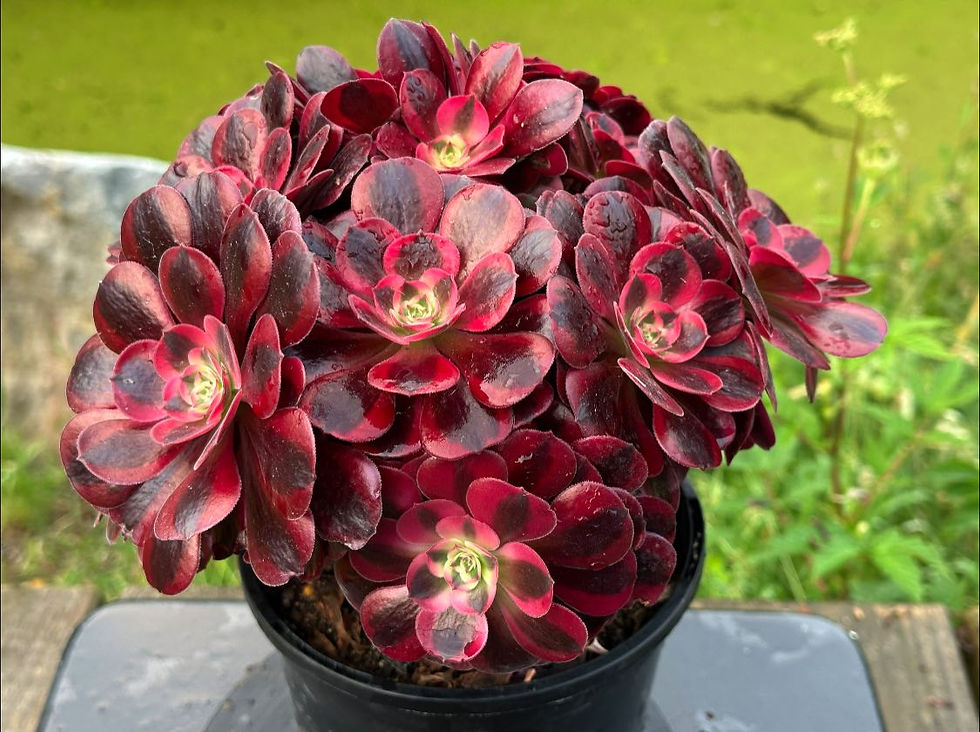 Thumbnail: AEONIUM-UNIQUE 25-MEDUSA VARIEGATED