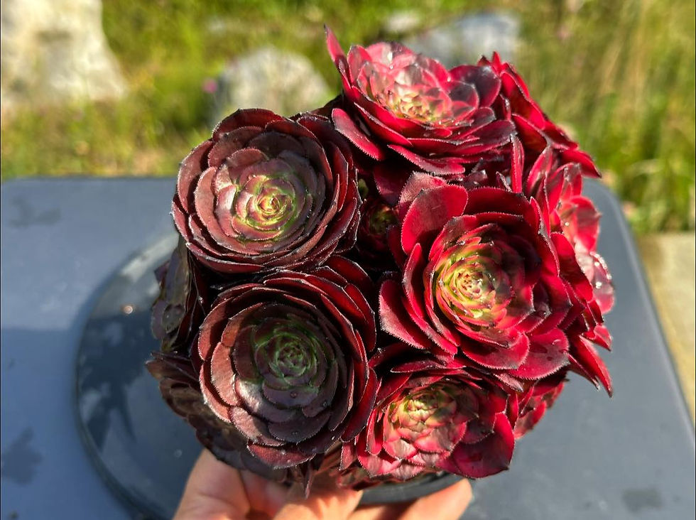 AEONIUM-UNIQUE 8-MEIYA VARIEGATED WITH BLACK LOLI HEADS