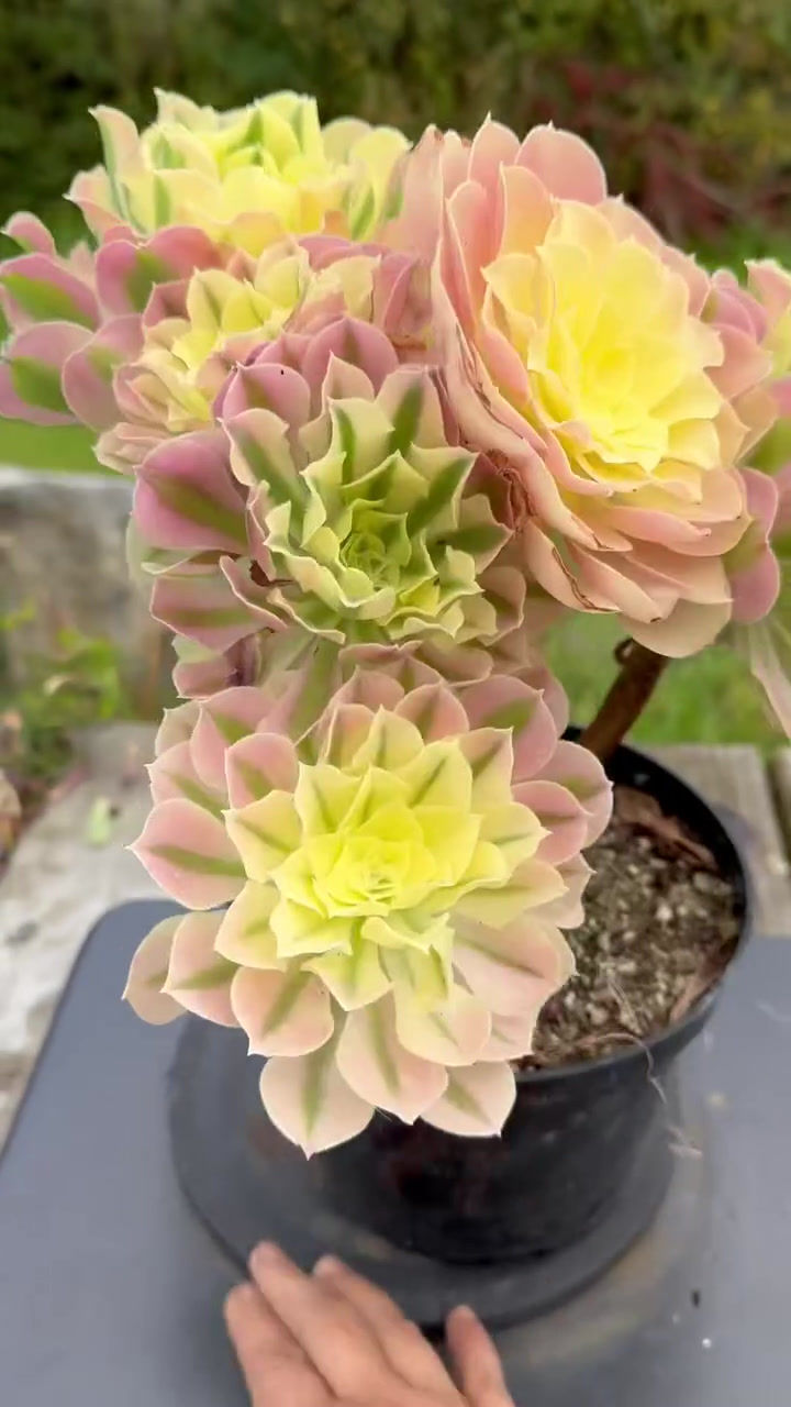 Thumbnail: ON SALE-AEONIUM-UNIQUE 49-WHITE PHOENIX VARIEGATED