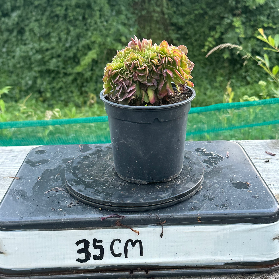 Thumbnail: 19 ON SALE-AEONIUM-UNIQUE 33-HALLOWEEN MILK WHITE VARIEGATED CRESTED