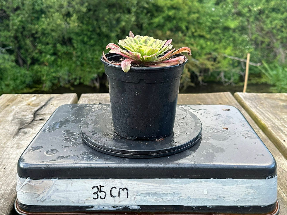 Thumbnail: AEONIUM-GOLDEN FROG VARIEGATED-B