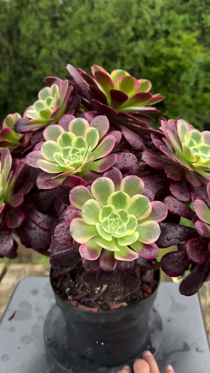 Thumbnail: 11 ON SALE-AEONIUM-UNIQUE 25-CANARY VARIEGATED