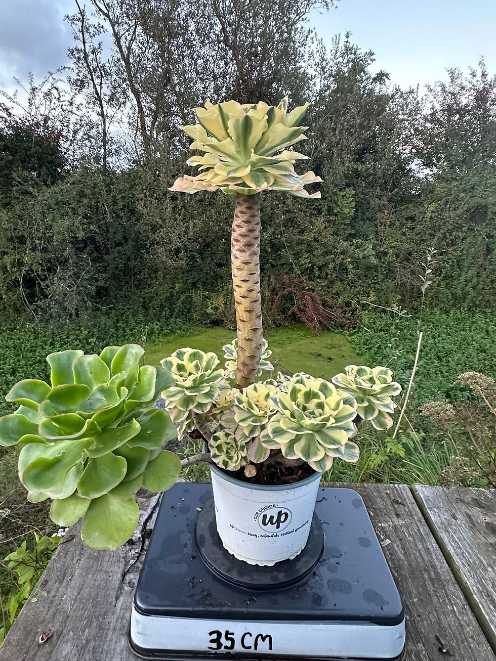 Thumbnail: AEONIUM-UNIQUE 19-ZUSE (YANZI) VARIEGATED