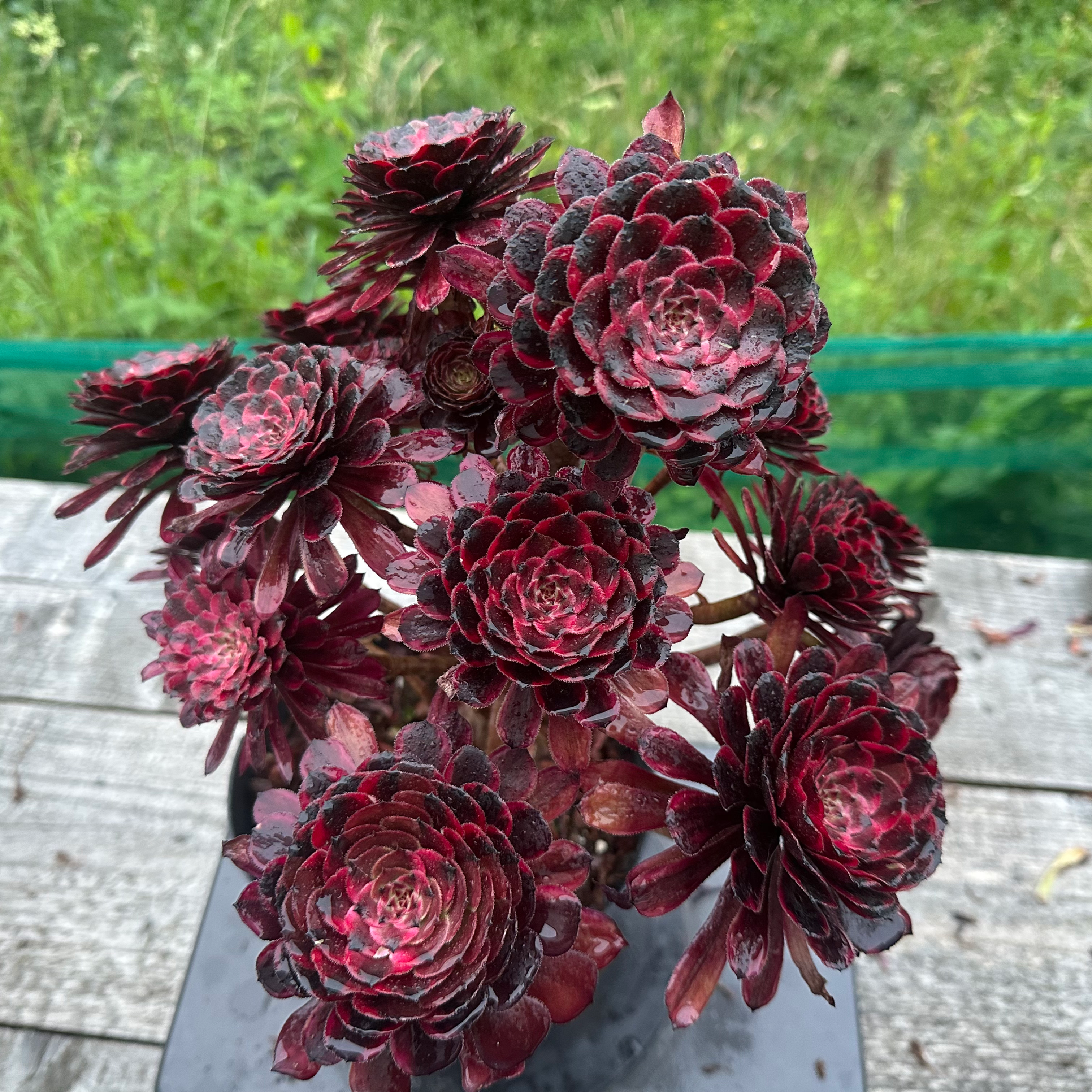 20 ON SALE-AEONIUM-UNIQUE 14-OIL PAINTING VARIEGATED