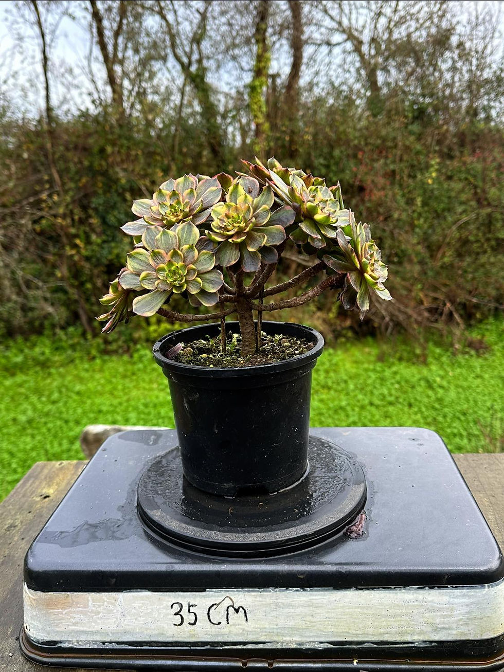Thumbnail: AEONIUM-UNIQUE 10-HALLOWEEN SUPER BANG VARIEGATED