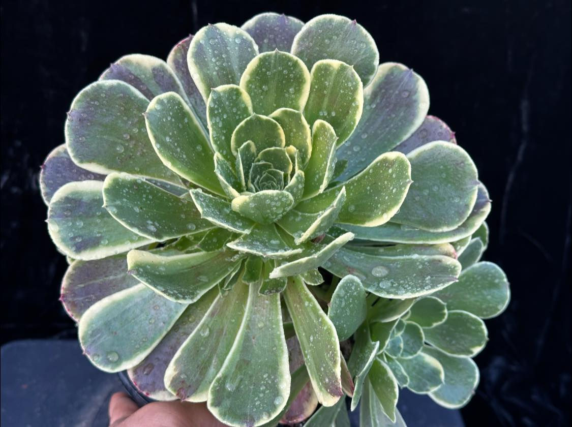 AEONIUM-UNIQUE 8-CINDERALLA VARIEGATED