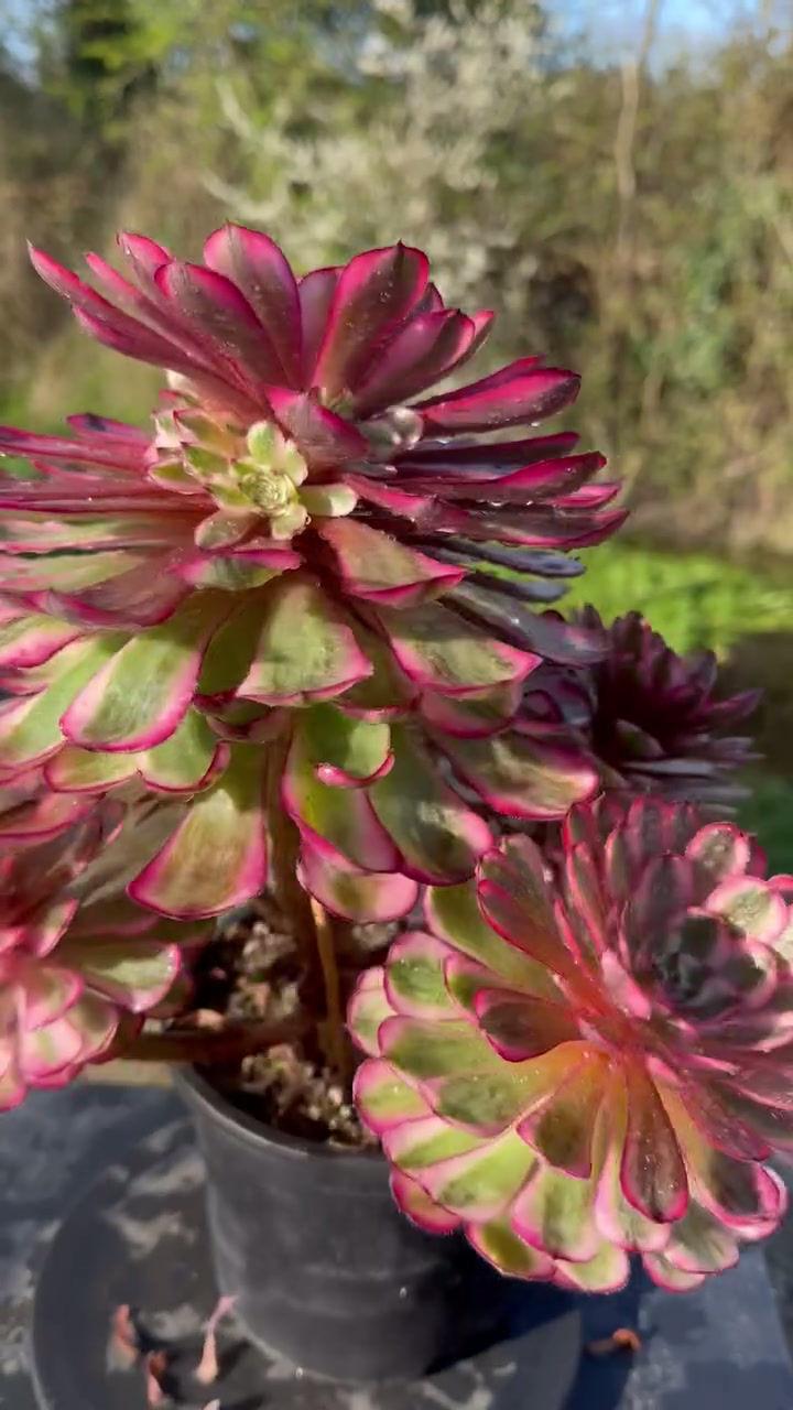 Thumbnail: AEONIUM-UNIQUE 19-MOONLIGHT VARIEGATED