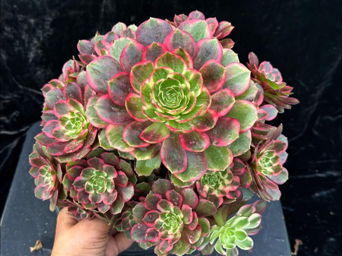 AEONIUM-UNIQUE 2-CARAT LOVER VARIEGATED