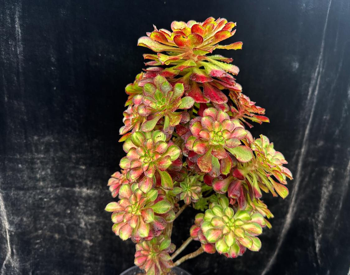 2 ON SALE-AEONIUM-UNIQUE 20-CHARM VARIEGATED