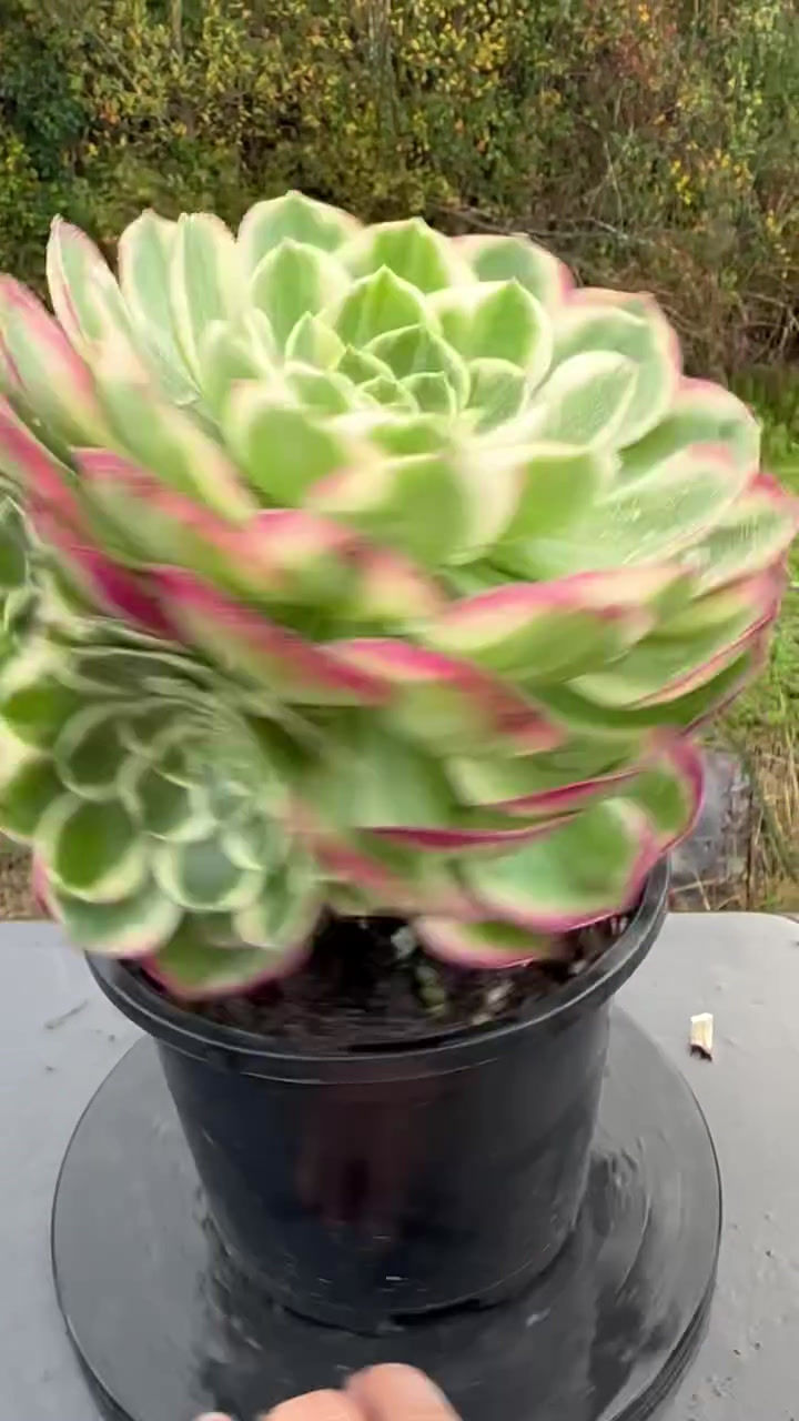 Thumbnail: AEONIUM-UNIQUE 10-KALEIDOSCOPE VARIEGATED