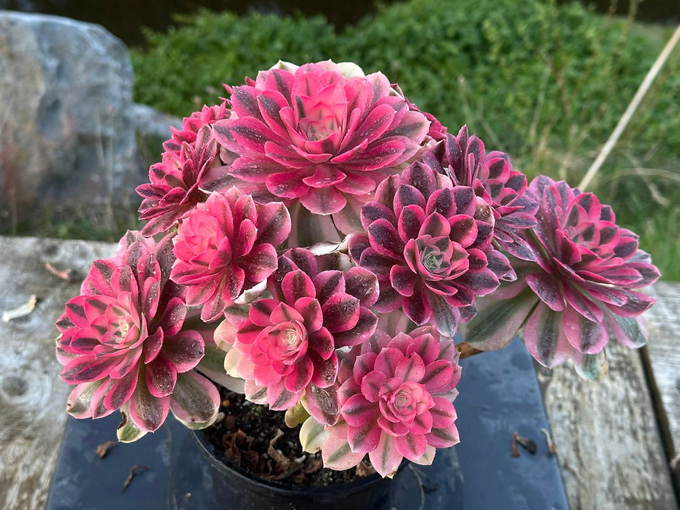 Thumbnail: AEONIUM-UNIQUE 101-PINK WITCH VARIEGATED