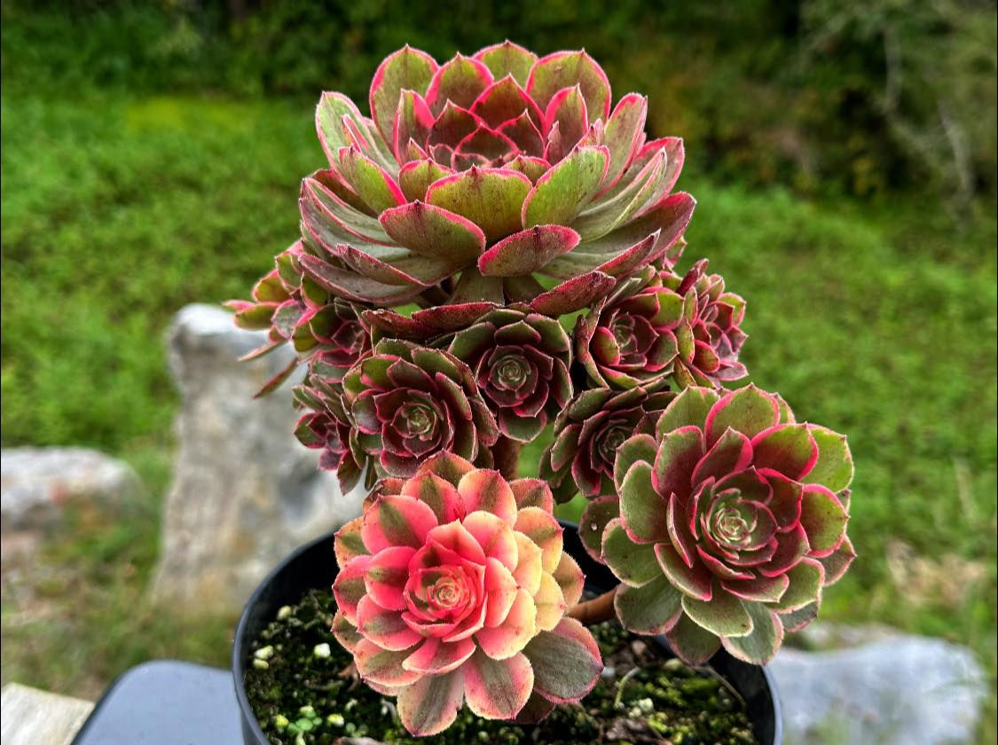 AEONIUM-UNIQUE 3-NIGHT BANQUET VARIEGATED
