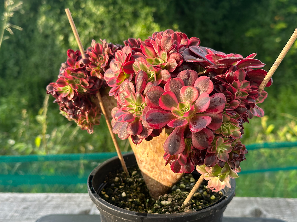 Thumbnail: AEONIUM-UNIQUE 48-MEDUSA VARIEGATED CRESTED