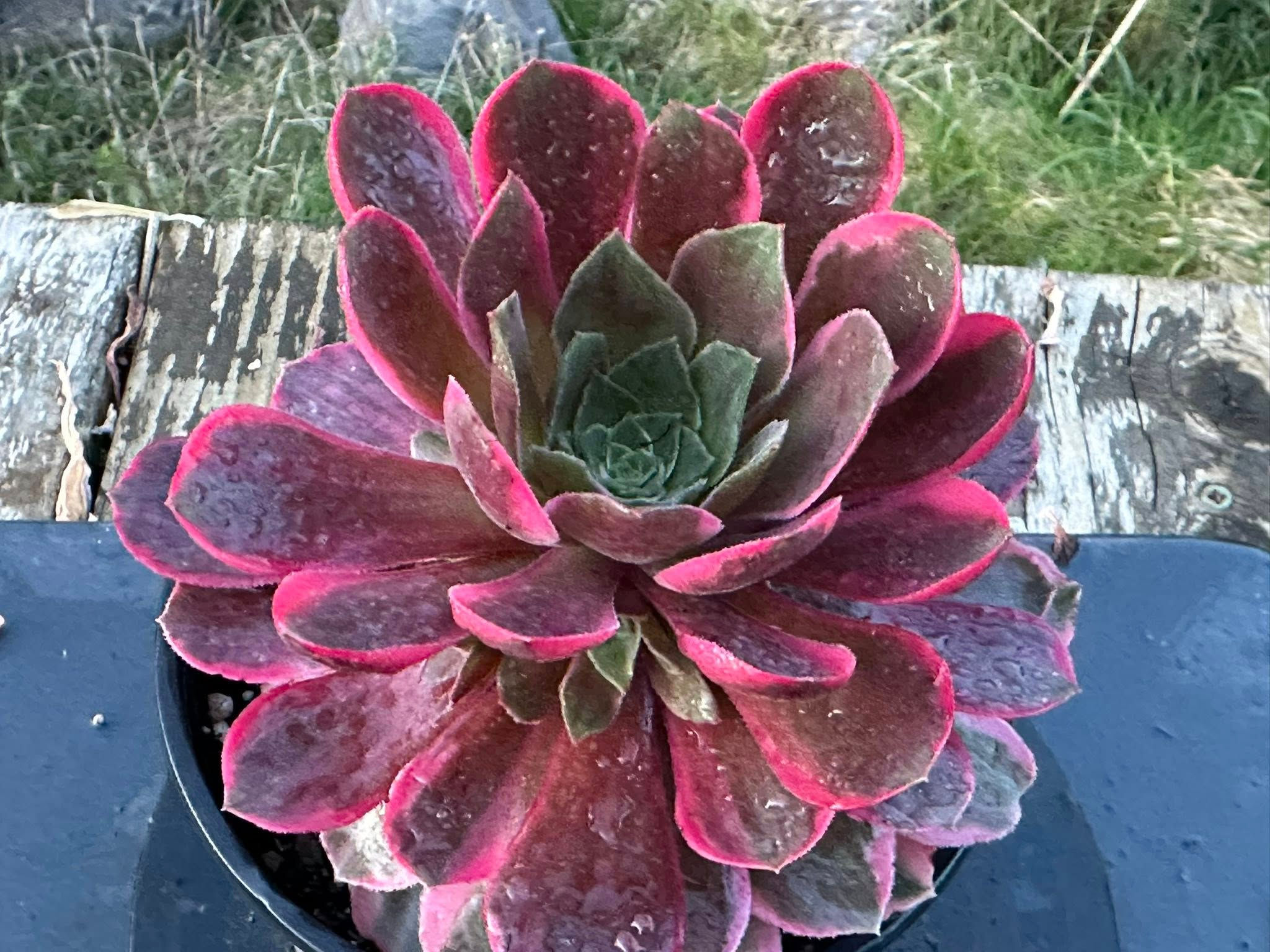 AEONIUM-PEACH BLOSSOM VARIEGATED-S