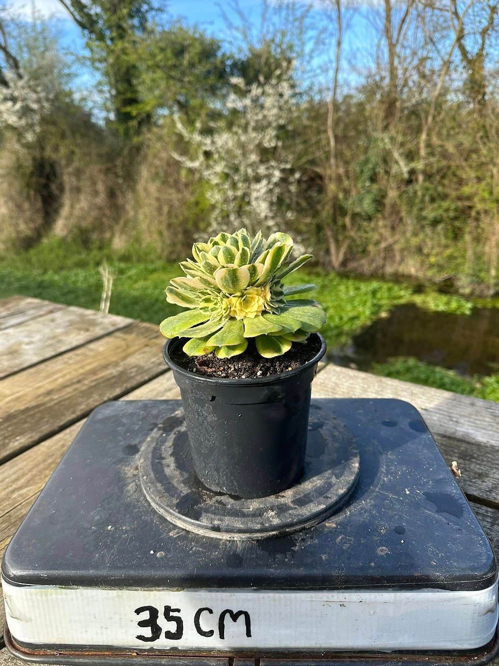Thumbnail: AEONIUM-SINIA VARIEGATED-S