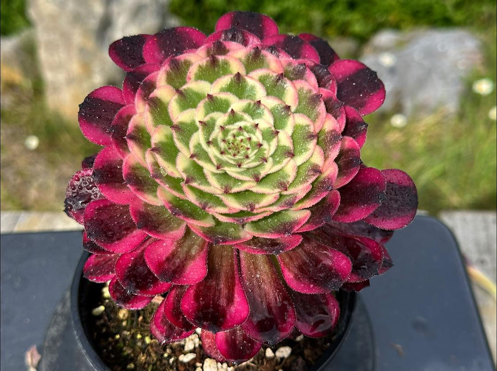 Thumbnail: AEONIUM-UNIQUE 6-RUBY VARIEGATED
