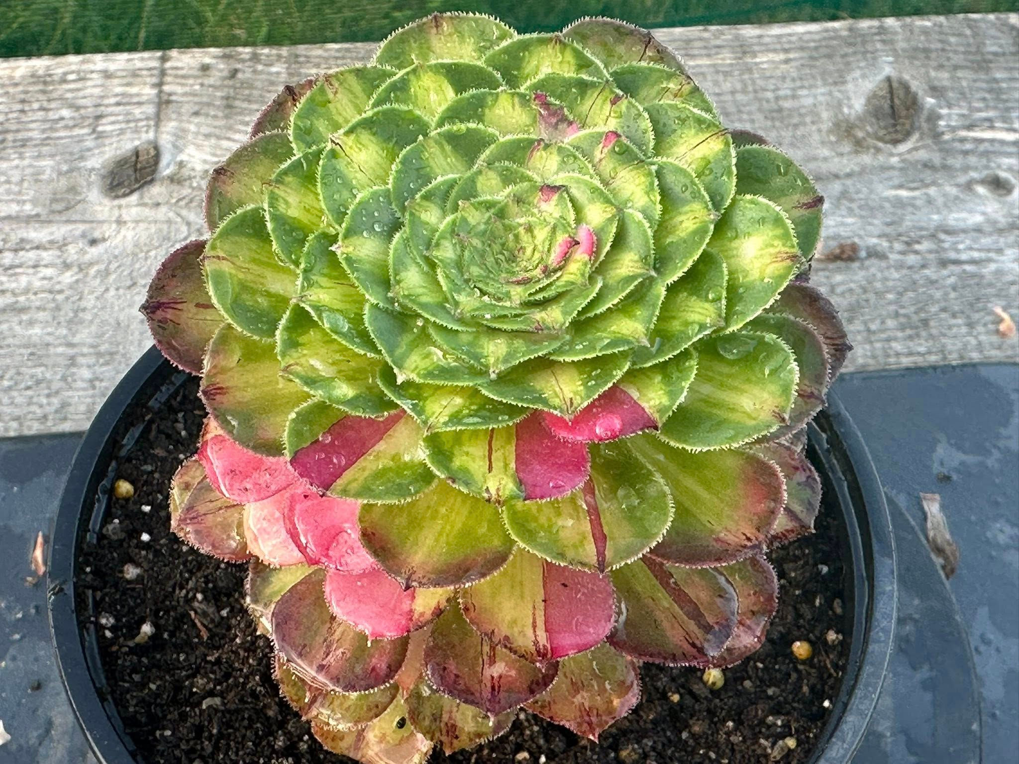 14 ON SALE-AEONIUM-UNIQUE 30-ZHIFOU VARIEGATED