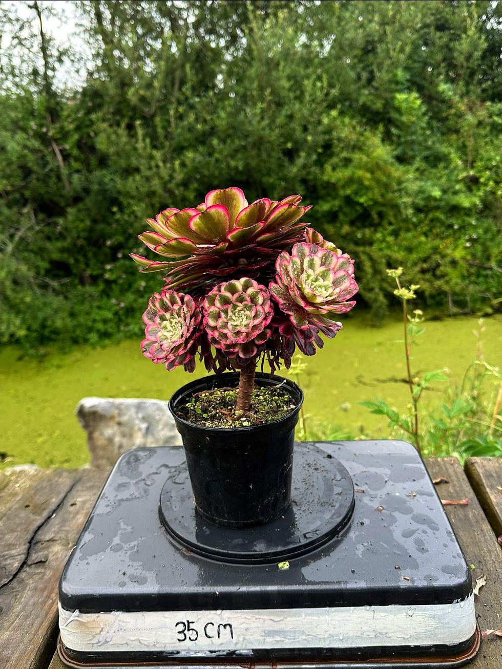 Thumbnail: AEONIUM-UNIQUE 1-ENAMEL VARIEGATED