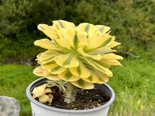 AEONIUM-UNIQUE 15-ZUSE (YANZI) VARIEGATED MUTATIONS | Succulent Heaven