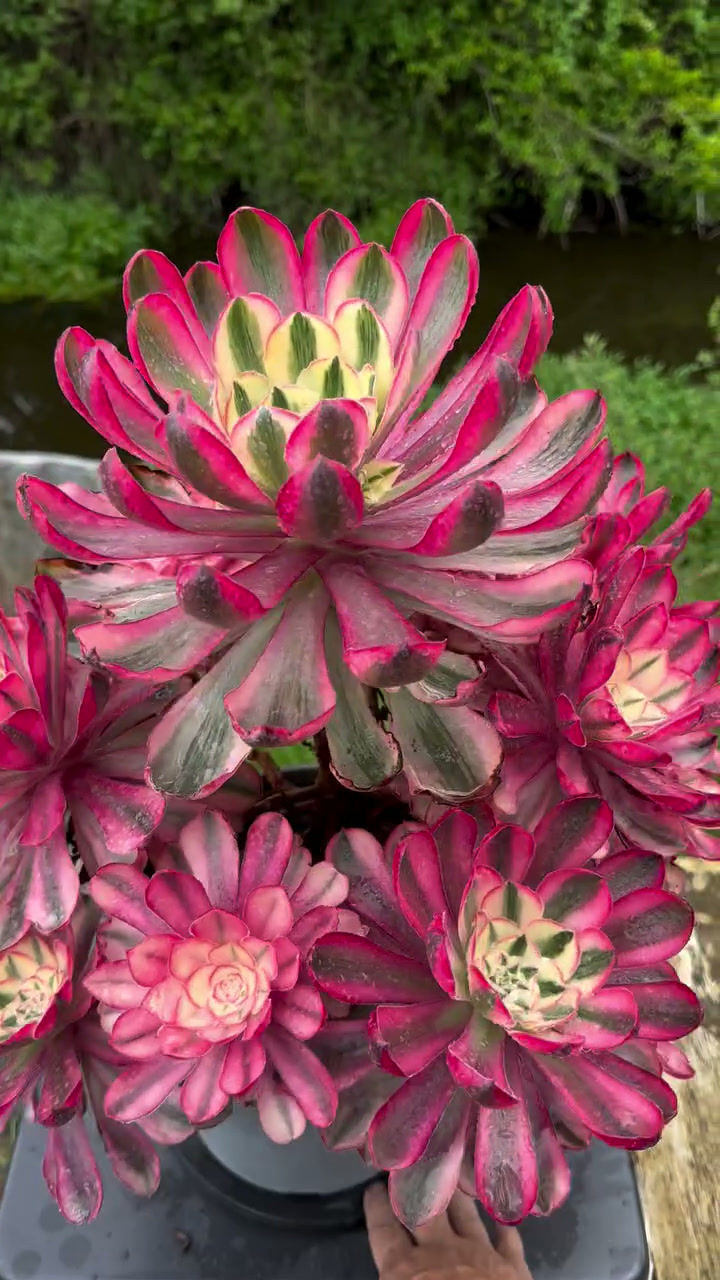 Thumbnail: AEONIUM-UNIQUE 30-NEW ALICE VARIEGATED