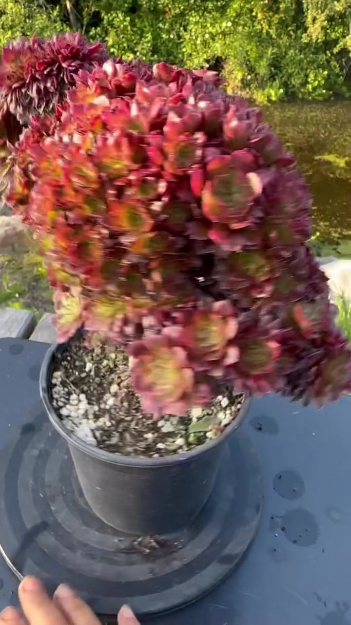 Thumbnail: AEONIUM-UNIQUE 8-BLACK KINGKONG VARIEGATED CRESTED