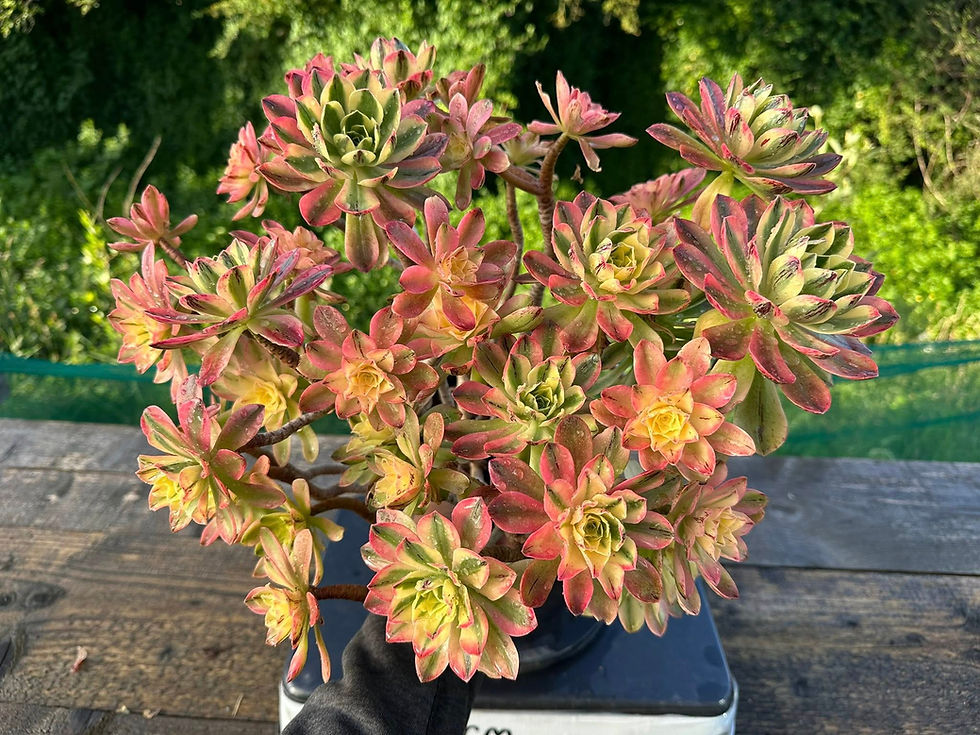 Thumbnail: AEONIUM-UNIQUE 29-CHRISTMAS VARIEGATED (HOLOSPATULATUM)