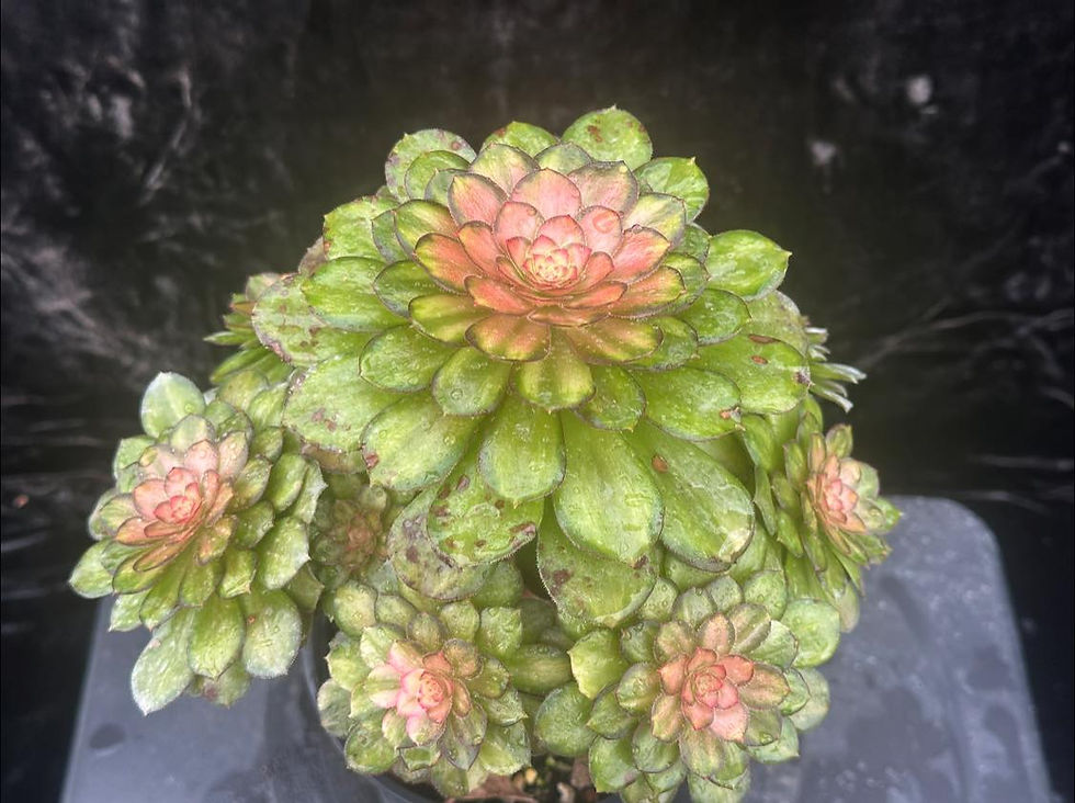 Thumbnail: AEONIUM-UNIQUE 4-CLEAR STREAMS HALLOWEEN VARIEGATED (LIGHT AND SHADOW)
