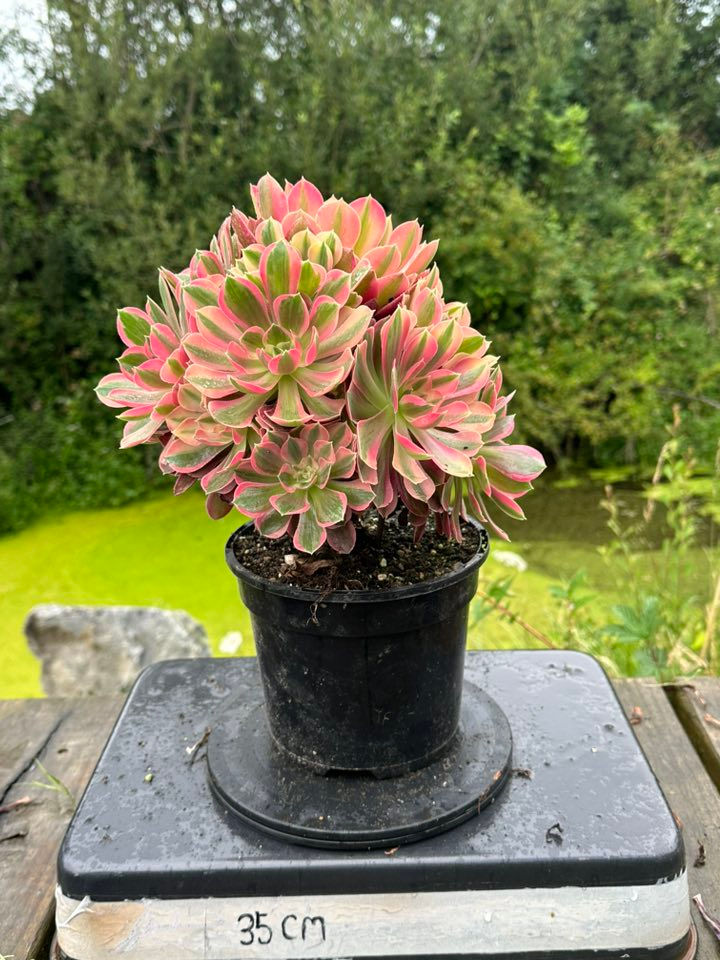 Thumbnail: AEONIUM-UNIQUE 21-MOON FAIRY VARIEGATED